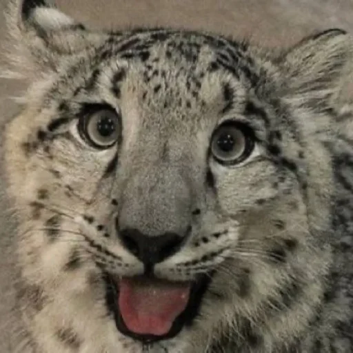 A smiling snow leopard.