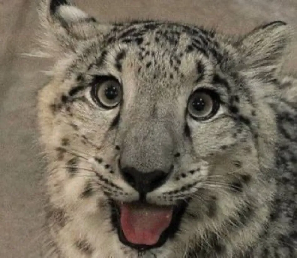 A smiling snow leopard.